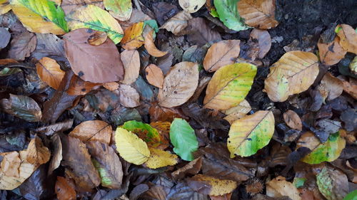 Full frame shot of dry leaves on land