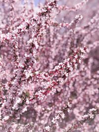 Close-up of pink cherry blossom tree