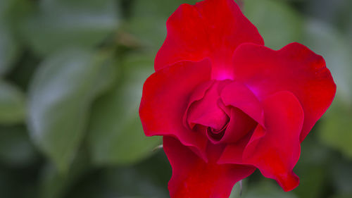 Close-up of red rose