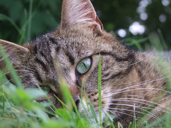 Close-up portrait of a cat