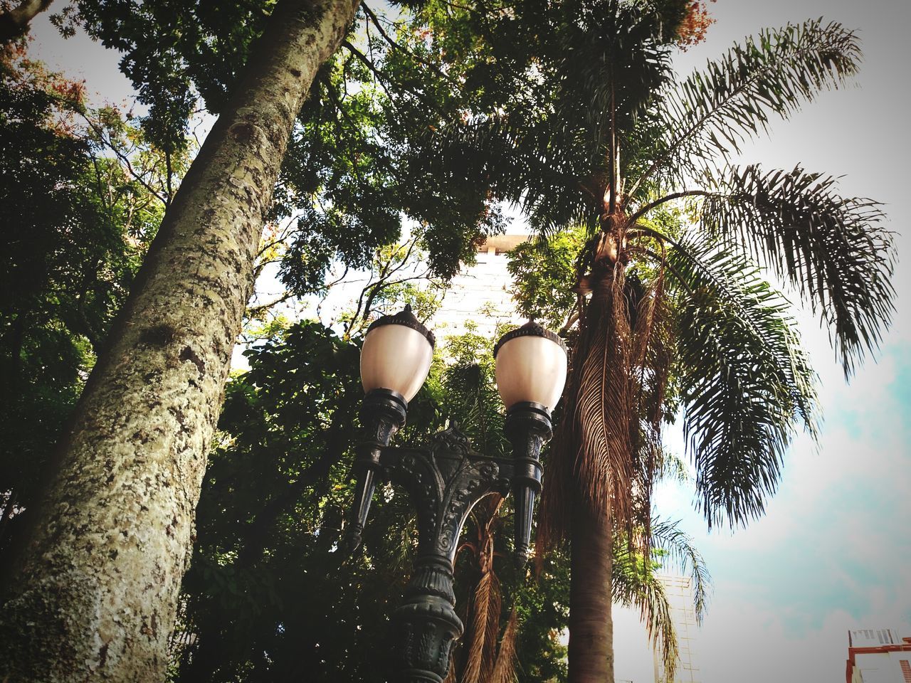 tree, low angle view, growth, branch, sky, nature, lighting equipment, tranquility, hanging, beauty in nature, street light, plant, no people, outdoors, tree trunk, day, close-up, sunlight, twig, dusk