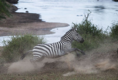 Zebra standing in lake