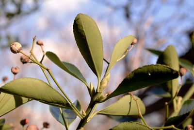 Close-up of fresh green plant against sky