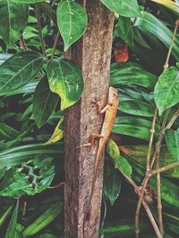 Close-up of lizard on tree