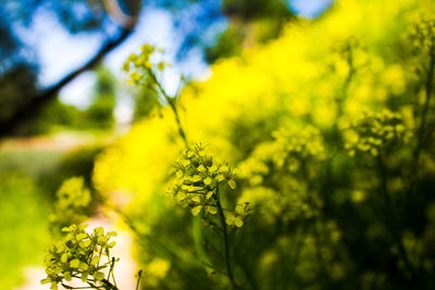 Close-up of yellow flowering plant on field