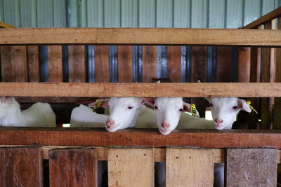 Sheep seen through wooden railing in farm