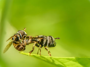 Close-up of insect