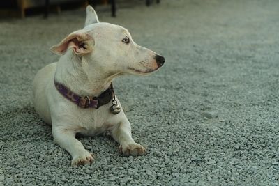 View of a dog looking away