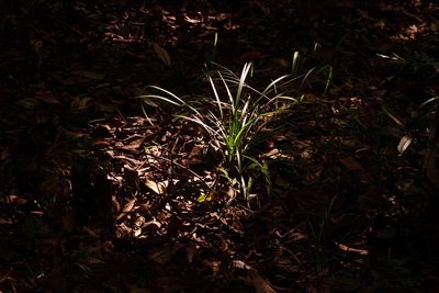 Close-up of plants at night