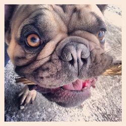 Close-up portrait of a dog