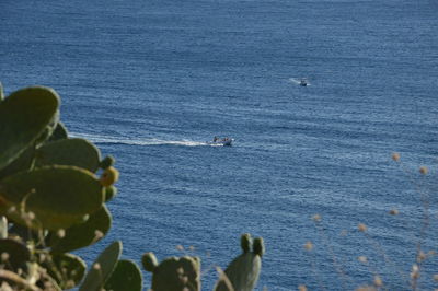 Rear view of person on sea shore