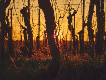 Bare trees at sunset