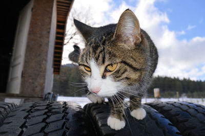 Portrait of cat in car