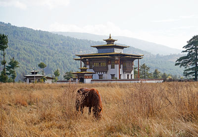 Bumthang in eastern bhutan, horse and a temple in the background
