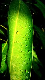 Close-up of water drops on leaf