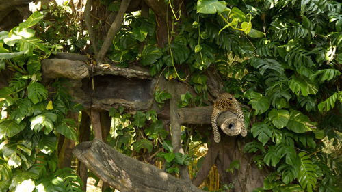 Squirrel on tree