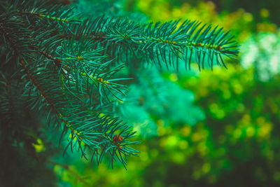 Close-up of pine tree leaves