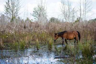 Horse in a lake