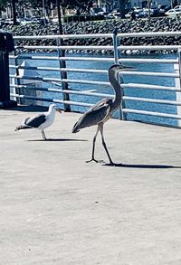 View of seagulls