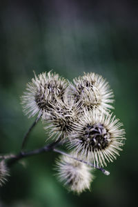 Close-up of dried thistle