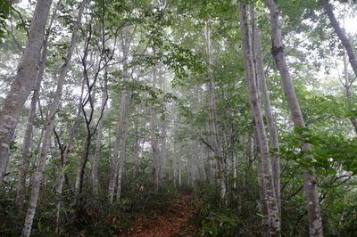 Trees in forest during rainy season