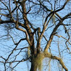 Low angle view of bare trees against sky