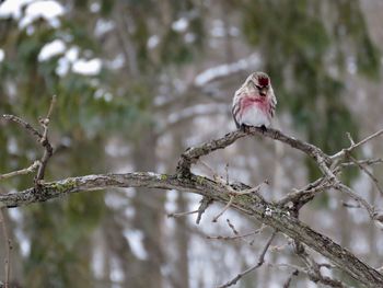 Bird perching on tree