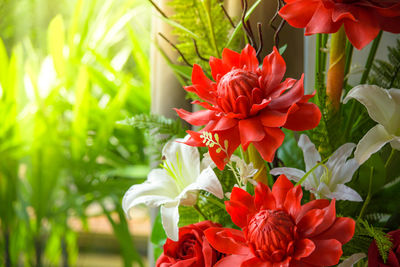 Close-up of red flowers blooming outdoors