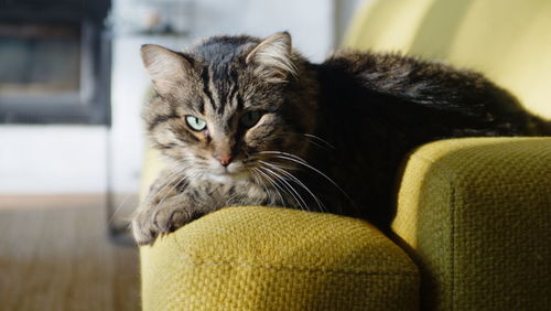 Close-up of a cat looking away