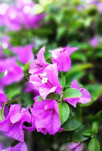 Close-up of pink flowers