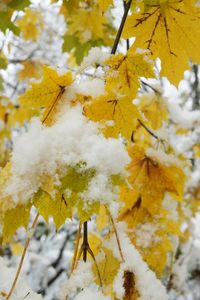 Close-up of snow on tree during winter