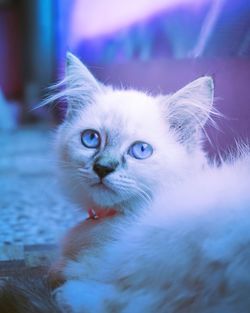 Close-up portrait of cat