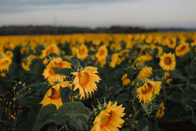 Scenic view of sunflower field against sky