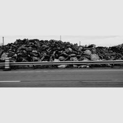 Trees against clear sky