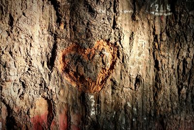 Full frame shot of tree trunk