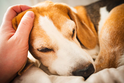 pet