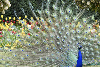 Peacock with tail extended in spring