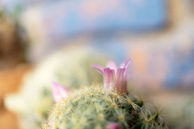 Close-up of pink cactus flower