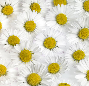 Full frame shot of white daisy flowers