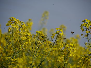Close-up of fresh yellow flowering plants on field
