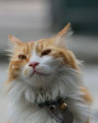 Close-up of cat looking away