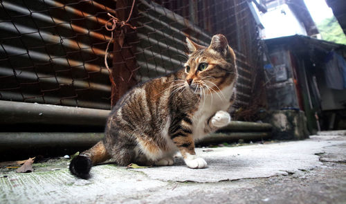 Side view of cat sitting on floor