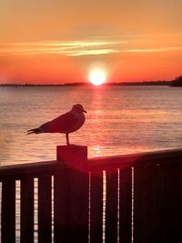 Seagull perching on sea against sky during sunset