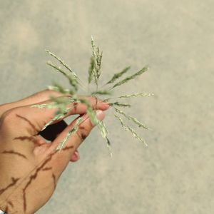 Close-up of hand holding plant