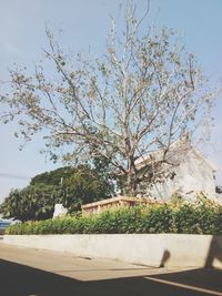 Close-up of tree with building in background