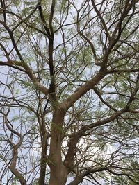 Low angle view of tree against sky