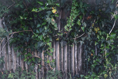 Close-up of plants growing on field