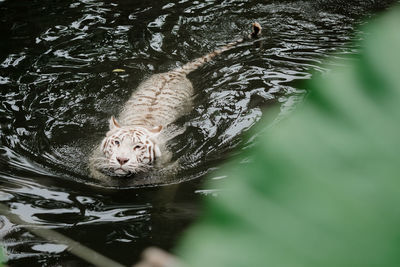 White tiger swimming in lake at forest