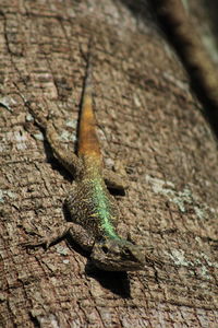 High angle view of lizard on tree