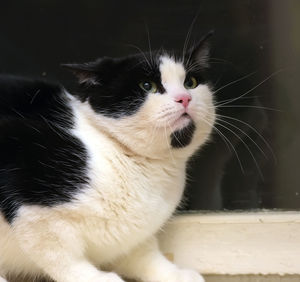 Close-up of cat looking away